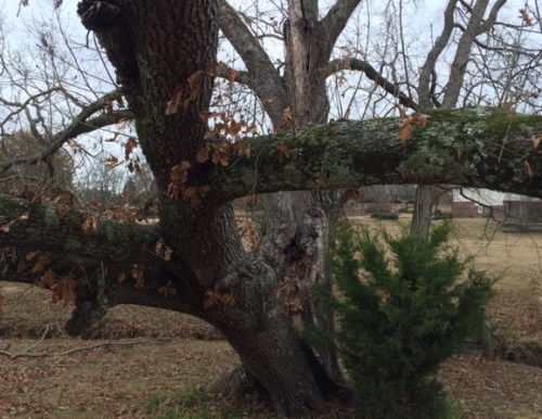 cracked-tree-dover-lane