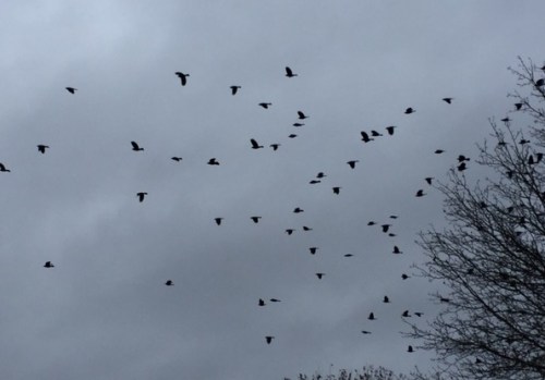 Little blackbird fly; Find in me a soaring joy filling up the sky. Margaret Simon #haikuforhealing