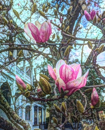japanese-magnolia-paint