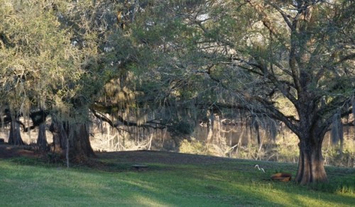 morning-on-the-bayou