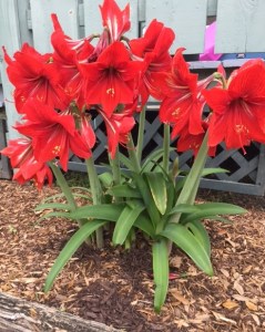 amaryllis-red